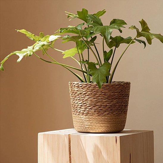Cache pot en osier